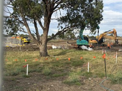 A large gum tree flagged off in the middle of a construction site.